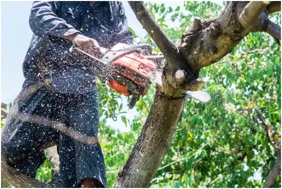 tree services York Springs